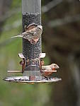 Click to see YP1190429.JPG