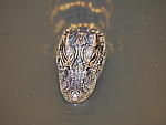 Click to see YP1190447.JPG