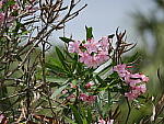 Click to see YP1190450.JPG