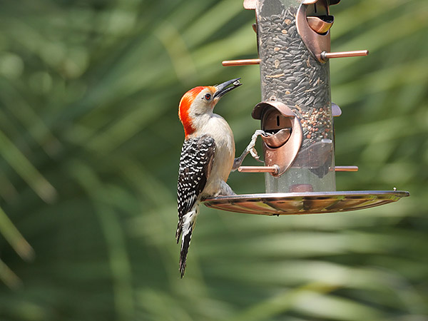 Panasonic GH4 Review -- sample gallery image