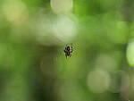 Click to see Y-WB-GH5II_BETA-P1000085.JPG