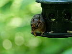 Click to see Y-WB-GH5II_BETA-P1000096.JPG