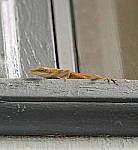 Click to see YC-200mm-1-4x-1478-ED.JPG