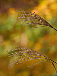 Click to see YC-200mm-1-4x-1492-ED.JPG
