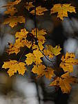 Click to see YC-200mm-1-4x-1500.JPG