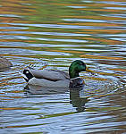 Click to see YC-200mm-1-4x-1520-ED.JPG