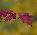 Click to see YC-200mm-1364-ED.JPG
