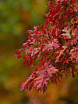 Click to see YC-200mm-2x-1339-ED.JPG