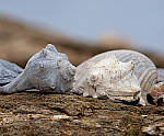 Click to see YCm-200mm-1-4x-21-ED.JPG