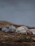 Click to see YCm-200mm-1-4x-21.JPG