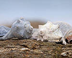 Click to see YCm-200mm-1319-ED.JPG