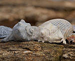 Click to see YCm-200mm-2x-23-ED.JPG