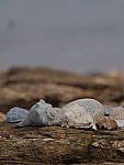 Click to see YCm-200mm-2x-23.JPG