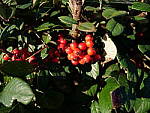 Click to see YP1000283.JPG