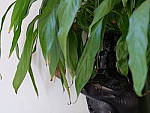 Click to see YP1000304.JPG