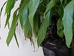 Click to see YP1000305.JPG