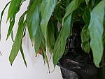 Click to see YP1000308.JPG
