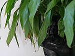 Click to see YP1000310.JPG