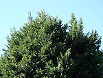 Click to see Y-GH6_BETA-P1000009.JPG