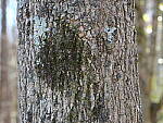 Click to see Y-GH6_BETA-P1000020.JPG