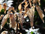 Click to see Y-GH6_BETA-P1000024.JPG