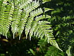 Click to see Y-GH6_BETA-P1000029.JPG