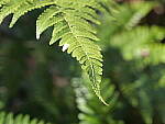 Click to see Y-GH6_BETA-P1000032.JPG