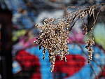 Click to see Y-GH6_BETA-P1000061.JPG