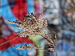 Click to see Y-GH6_BETA-P1000064.JPG