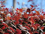 Click to see Y-GH6_BETA-P1000100.JPG