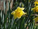 Click to see Y-GH6_BETA-P1000103.JPG