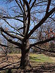 Click to see Y-GH6_BETA-P1000108.JPG