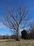 Click to see Y-GH6_BETA-P1000129.JPG