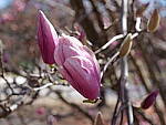 Click to see Y-GH6_BETA-P1000163.JPG