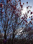 Click to see Y-GH6_BETA-P1000164.JPG