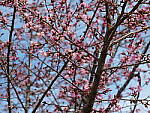 Click to see Y-GH6_BETA-P1000212.JPG