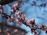 Click to see Y-GH6_BETA-P1000218.JPG