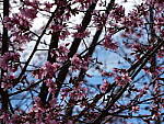 Click to see Y-GH6_BETA-P1000221.JPG