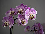 Click to see Y-JG-PAN-GH6-0230-MOD.JPG