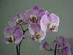 Click to see Y-JG-PAN-GH6-0230.JPG