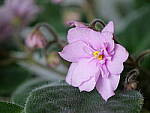 Click to see Y-JG-PAN-GH6-0274-ISO-100.JPG
