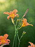 Click to see Y-JG-PAN-GH6-0281-MOD.JPG