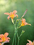 Click to see Y-JG-PAN-GH6-0281.JPG