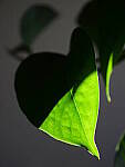 Click to see Y-JG-PAN-GH6-0346.JPG