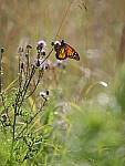 Click to see Y-JG-PAN-GH6-0365.JPG