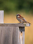 Click to see Y-JG-PAN-GH6-0425-MOD.JPG