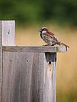 Click to see Y-JG-PAN-GH6-0425.JPG
