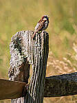 Click to see Y-JG-PAN-GH6-0524-MOD.JPG