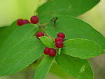 Click to see Y-JG-PAN-GH6-0596.JPG