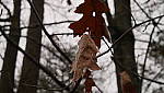 Click to see Y-gm1_VideoPriority1.JPG